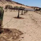 يوجد لدينا جميع انواع النخيل