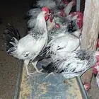 ديوك فرنسي