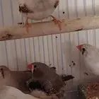 طيور زيبرا للبيع