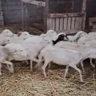 السلام عليكم ورحمة الله وبركاته اعرض لكم 35 راس مراح واحد