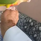 كنبورالليف وهدد