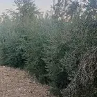 انتاج زيت زيتون للبيع