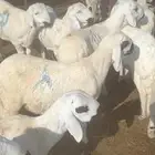 سوق عرعر رقم الحوش 540