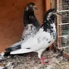 حمام للبيع