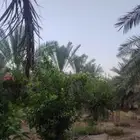 أشجار حمضيات