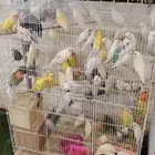 اجواز روز جمله