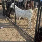 تيوس بيشي حري