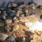 سمان للبيع