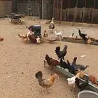 دجاج بلدي