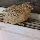 سمان للبيع