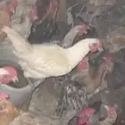 ديوك للبيع عل 30