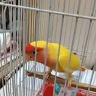 روز