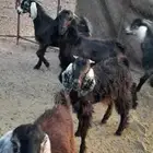 تيوس