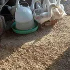 بط بكيني 9حبات الحرزات