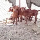 تيوس ذبائح مخصاه
