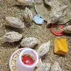 سمان