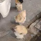 طقم براهما بوف