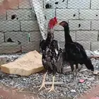 دجاج سندي صافي