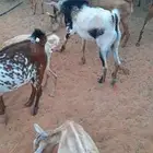 الرياض - المزاحمية - المشاعلة غرب المزاحمية