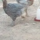 براهمه