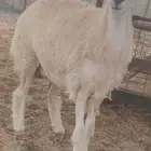 رخل حريه جذعه