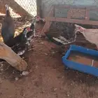 دجاج رومي وبط مسكوفي او مصري
