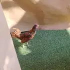 ديك سبرايت فخم