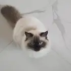 قط طالب تزاوج