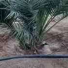 نخل شتايل نوع شلبي