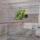 جوز باجي هوقو وردتين