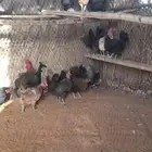 Local laying chickens
