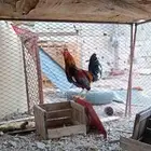ديك هجين باكستان وبلدي