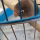 روز حجم جامبو ذكر وفيشر أنثى