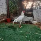 ديك بكستاني