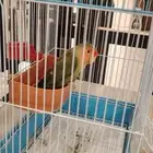 للبيع طير روز في بريدة