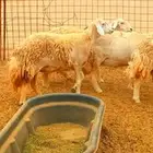 ضان جنب حرش