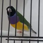 قولدين فنش ذكر تم البيع