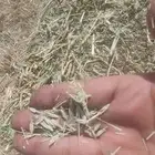 اللبيع. بلكات شعيرسنابل.حبوب صافي اخصرجديد تو محصود مقاس 80