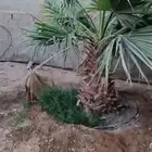 نخل واشنطونيا