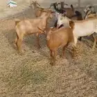 تيوس منادي ومظبي جملة تفريد وجفار مفنا