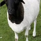 للبيع أغنام للكميات الكبيره بربري