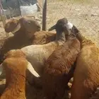 شحم اضاحي سواكن. رخال .تيوس