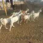 جفار مقاني . وعنز متومة وجفار بيضاء