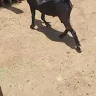 تيس ذبيحه فل شحم. تم البيع