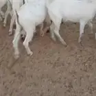 تيوس بيشيات. ثلاجة منادي