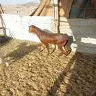 فحول معزا ابيض واحمر واسود. وخلفه