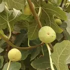شتلات تين فاااخر حماط بلدي أصفر