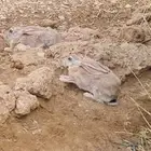 ارانب _ ارنب