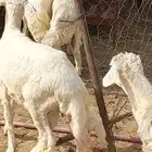 خرفان سمان ونظاف