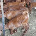 خبيش عنقان دهم تأسيس مراح فاخر